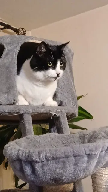 chat reunited    Paris Rio