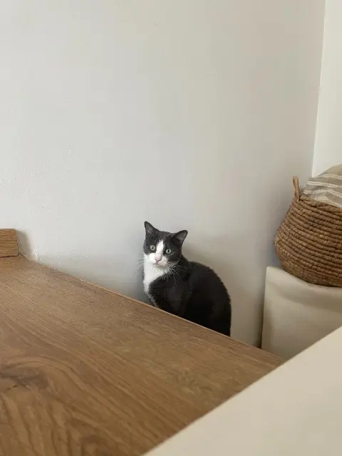 chat reunited    Paris Rocky