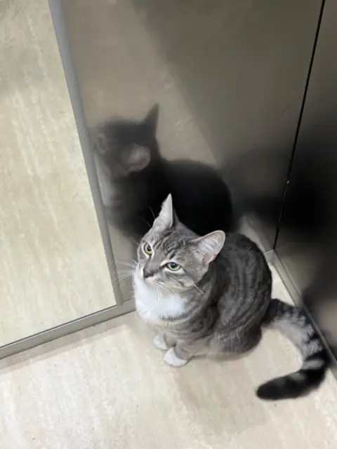 chat reunited    Paris Ryuk