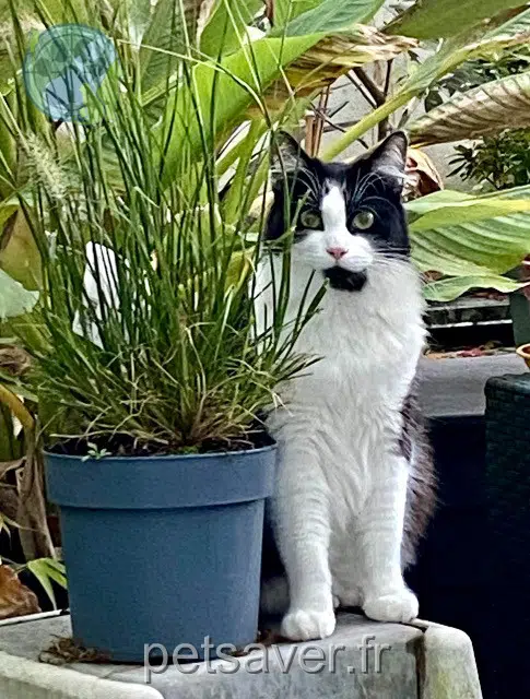 chat reunited    Paris Rémus