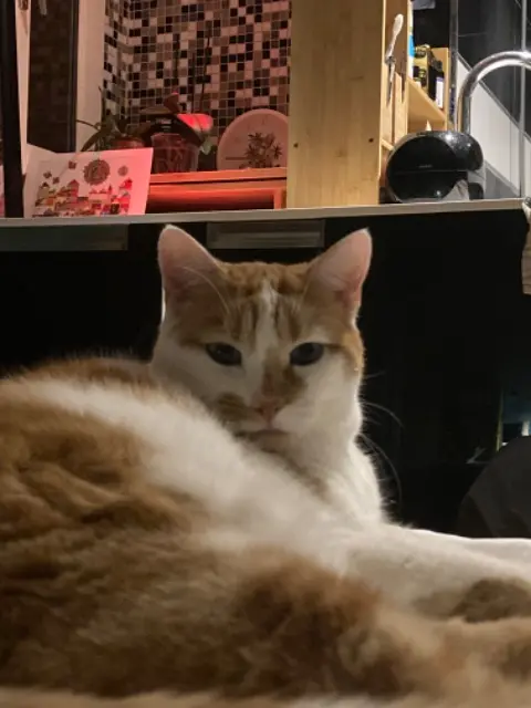 cat reunited    Paris Saxo