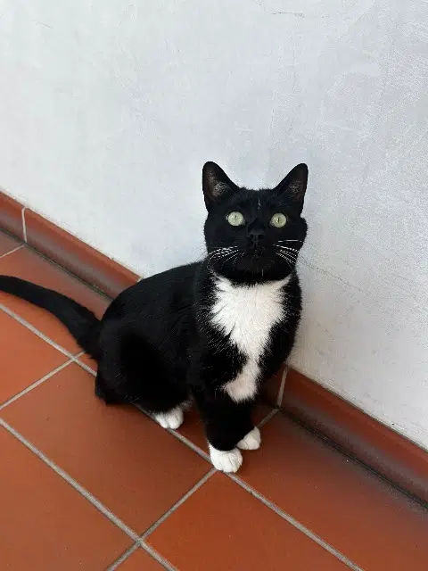 chat reunited    Paris Sharly