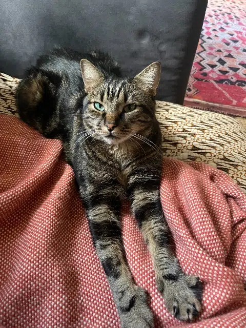 chat reunited    Paris Shelby