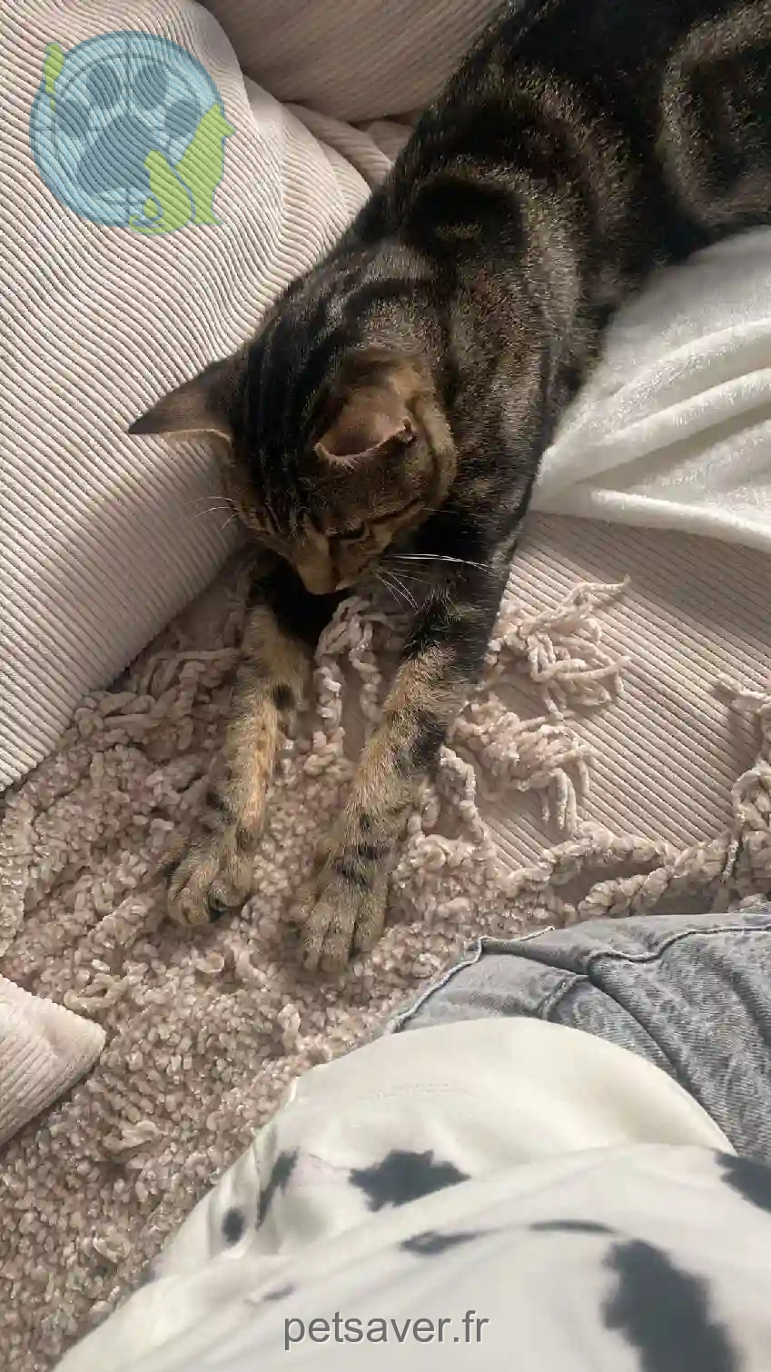Chat Trouvé 75C Paris - Simba Chat Trouvé 75C Paris - Simba