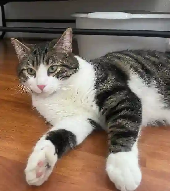 Chat Trouvé 75C Paris - Six Chat Trouvé 75C Paris - Six