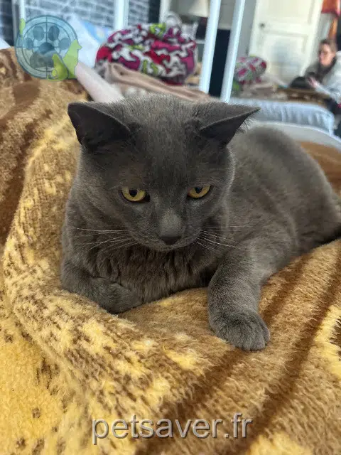 chat reunited    Paris Soyeux