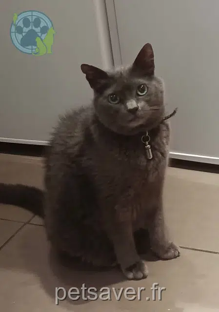 chat reunited    Paris Swift
