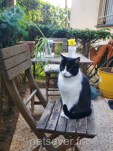 gato reunited    Paris Yaya