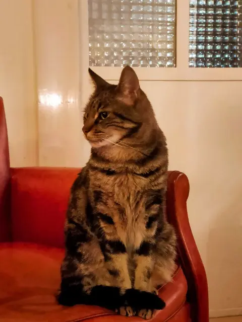 chat reunited    Paris Ysham