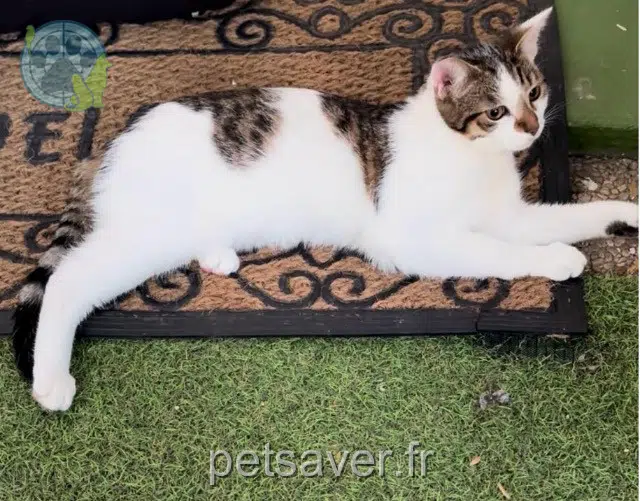 chat reunited    Paris Yumi