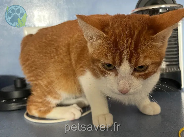 Chat Perdu 75C Paris - Zaza Chat Perdu 75C Paris - Zaza