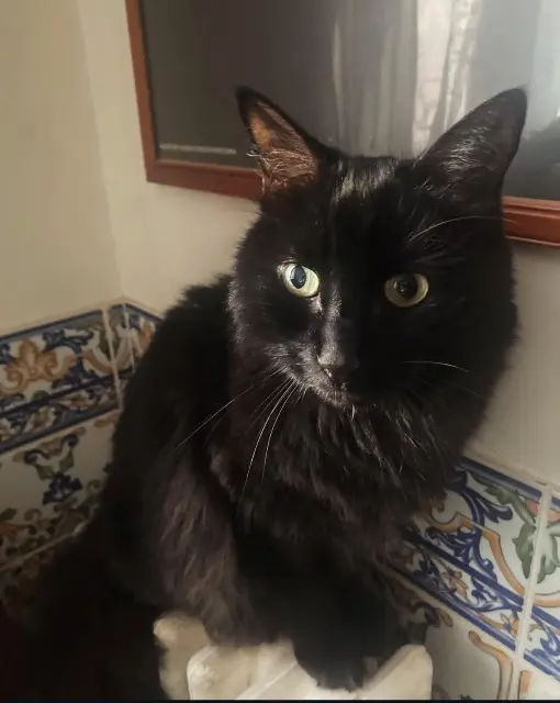 chat reunited    Paris Zlatan