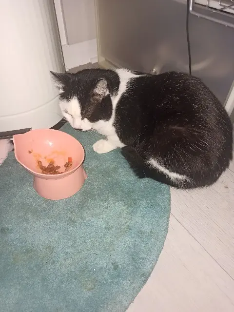 chat reunited    Paris Zorro