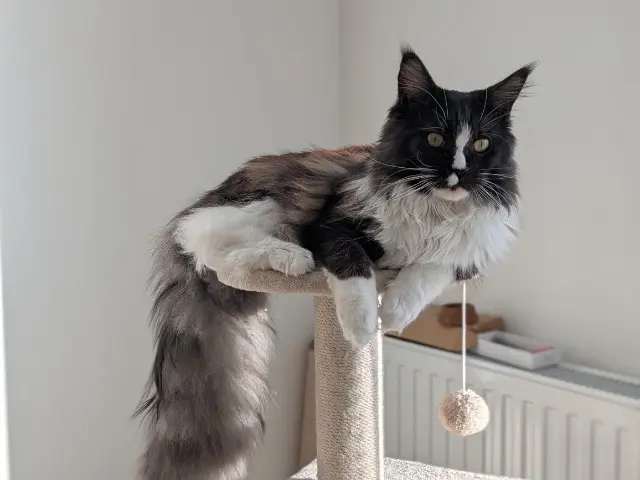 chat reunited    Paris Zoulou