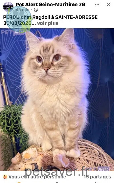 chat reunited   76310 Sainte-Adresse Archibald