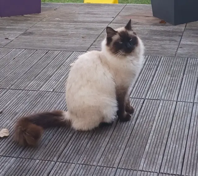chat reunited   76380 Canteleu Bambou
