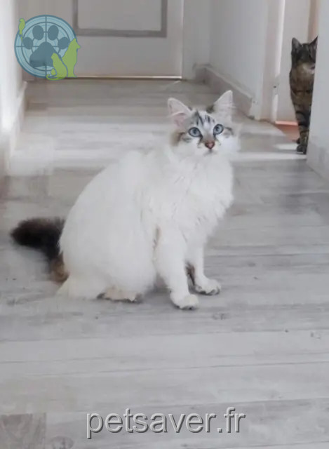 chat reunited 76170 Lillebonne Blue