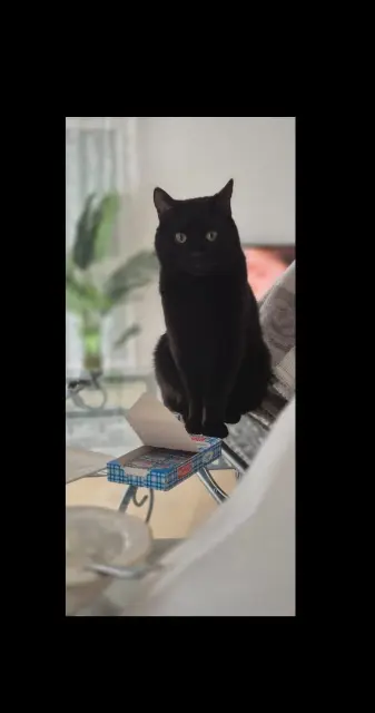 chat reunited   76800 Saint-Étienne-du-Rouvray Bombée