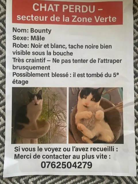 chat reunited   76300 Sotteville-lès-Rouen Bounty