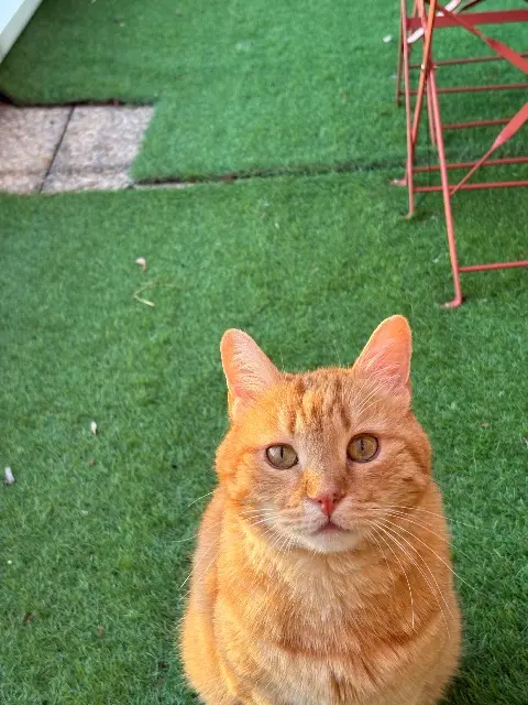 chat reunited   76240 Bonsecours Caramel