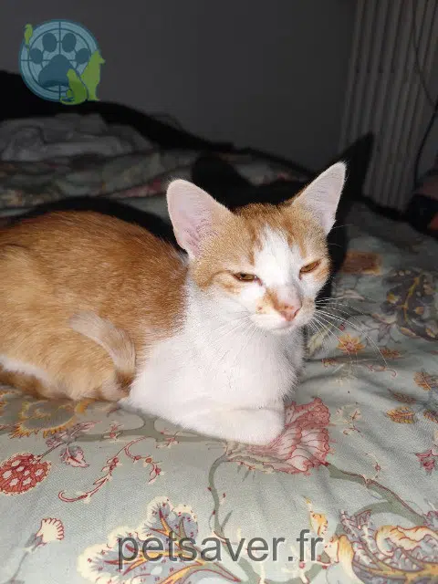 chat reunited   76800 Saint-Étienne-du-Rouvray Cheddar