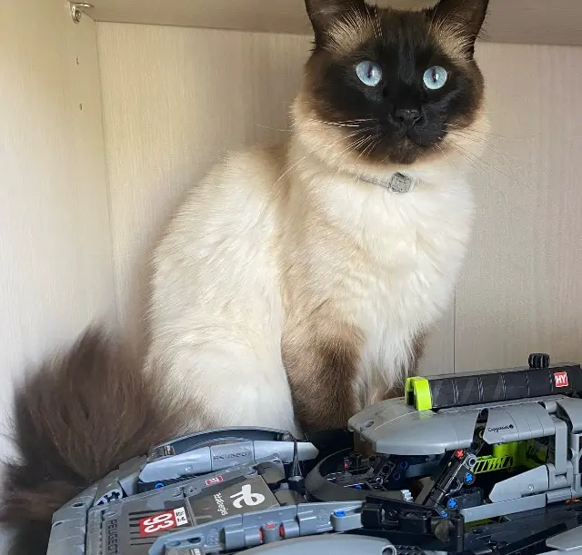 chat reunited   76290 Saint-Martin-du-Manoir Félin