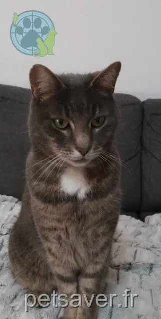 chat reunited 76590 Longueville-sur-Scie Jerry