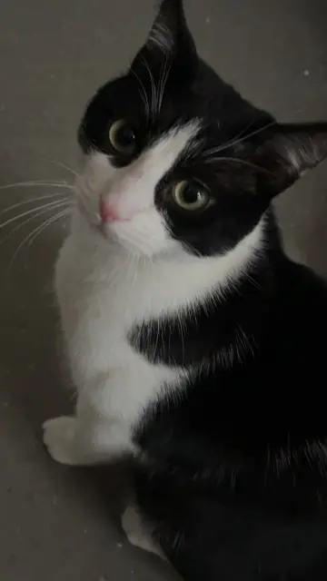 chat reunited    Le Havre Kalil