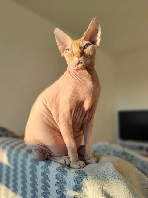 chat reunited    Le Havre Riga