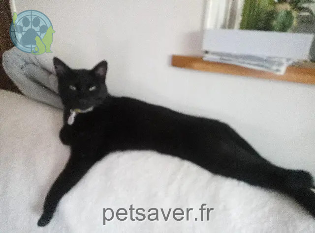 Chat Perdu 76 Seine-Maritime Le Havre - Luky-biava Chat Perdu 76 Seine-Maritime Le Havre - Luky-biava
