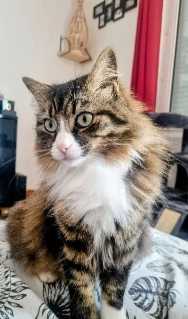 chat reunited    Le Havre Palpatoune