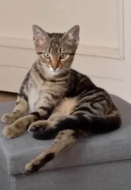 chat reunited    Le Havre Po-Laine