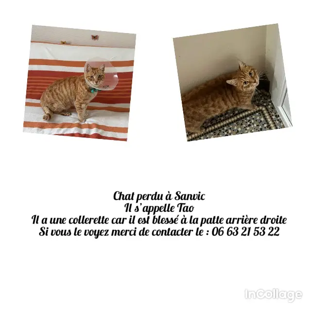 chat reunited    Le Havre TAO