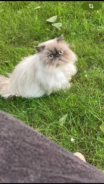chat reunited    Le Havre Zazou