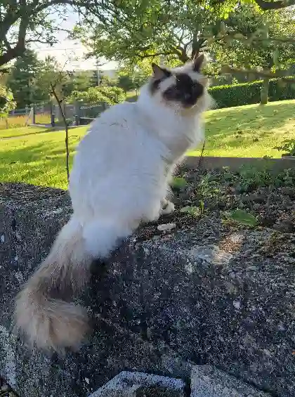 Chat Trouvé 76 Seine-Maritime - Oggy Chat Trouvé 76 Seine-Maritime - Oggy