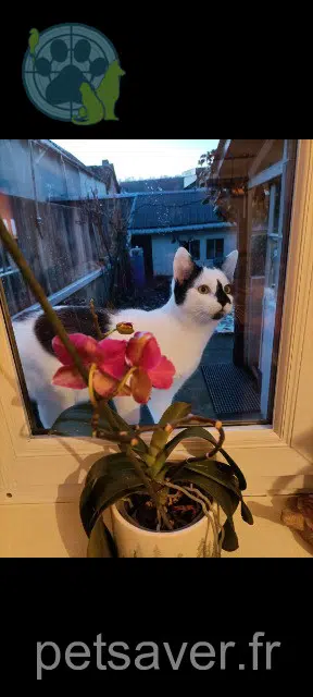 gato reunited   76960 Notre-Dame-de-Bondeville Oreo