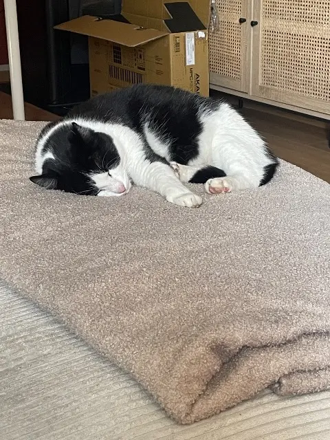 chat reunited   76120 Le Grand-Quevilly Potdecolle