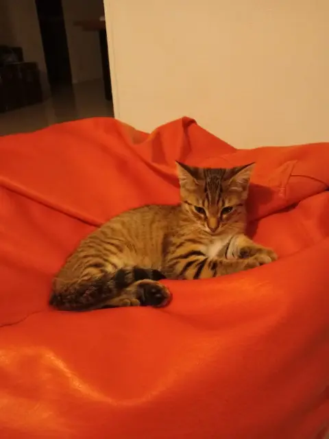 chat reunited    Rouen Ario