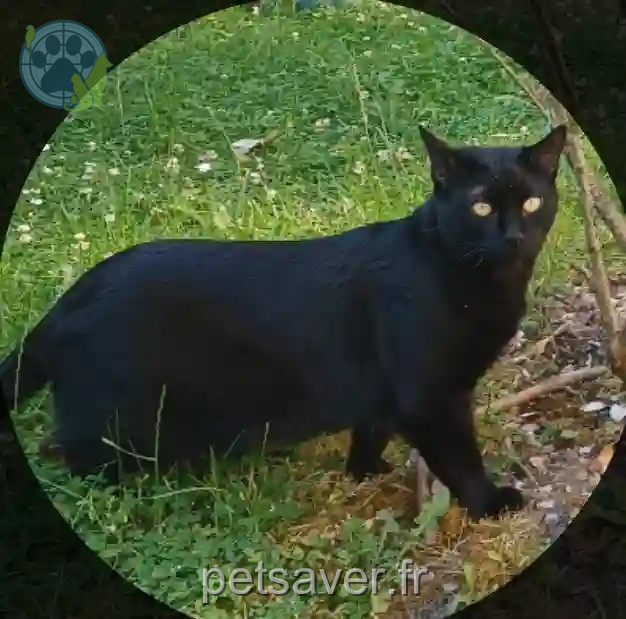 Chat Perdu 76 Seine-Maritime Rouen - Berlioz Chat Perdu 76 Seine-Maritime Rouen - Berlioz