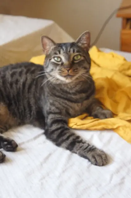 cat reunited    Rouen Kiwi