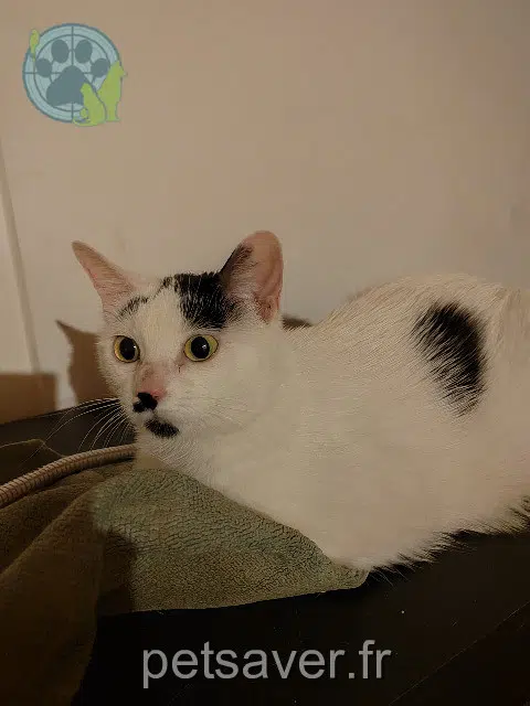 chat reunited Rouen Naha