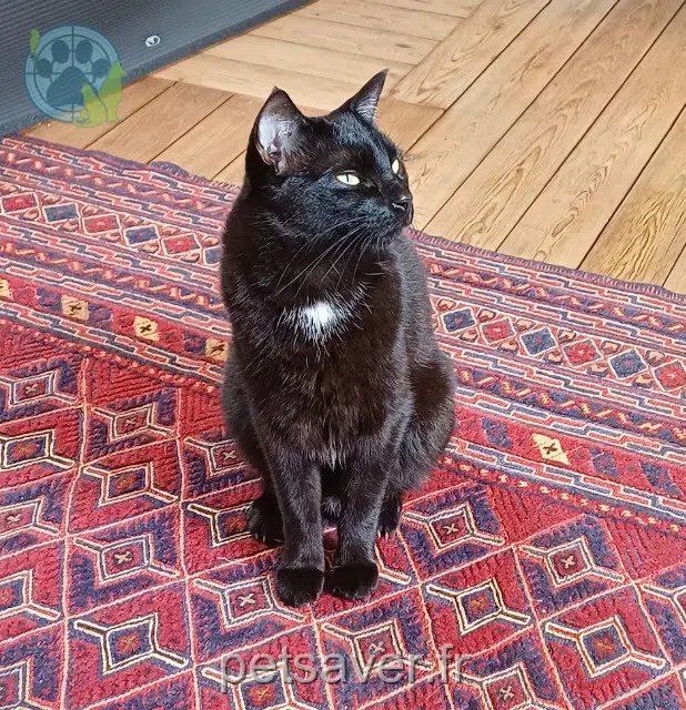 chat reunited Rouen Piccolo