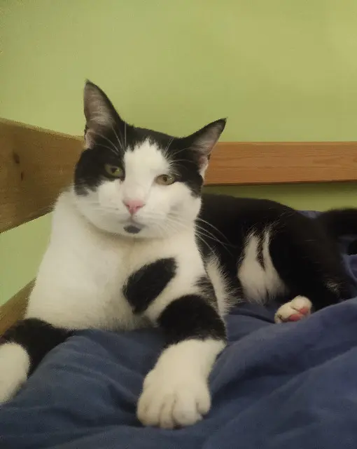 chat reunited   76410 Tourville-la-Rivière Scat