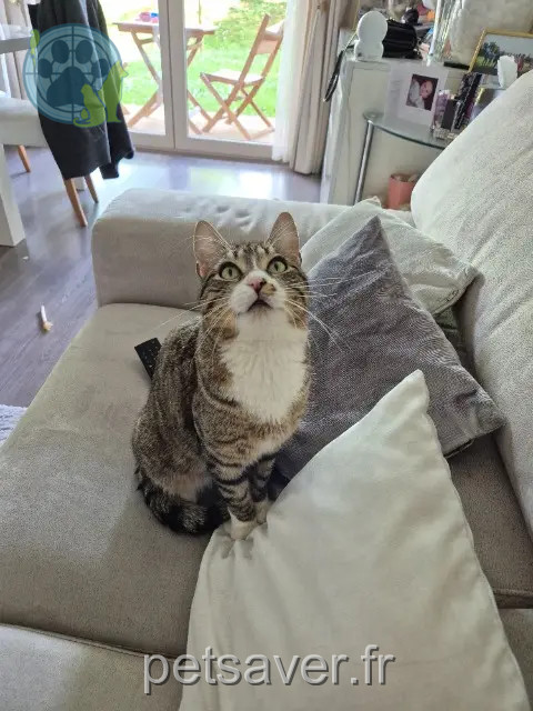 cat reunited 76130 Mont-Saint-Aignan STARK