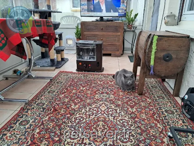 chat reunited 76540 Ancretteville-sur-Mer Sushi