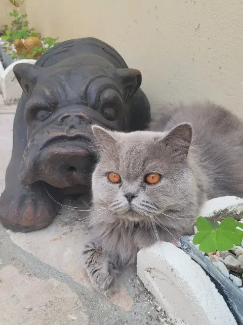 chat reunited   76300 Sotteville-lès-Rouen Tanka