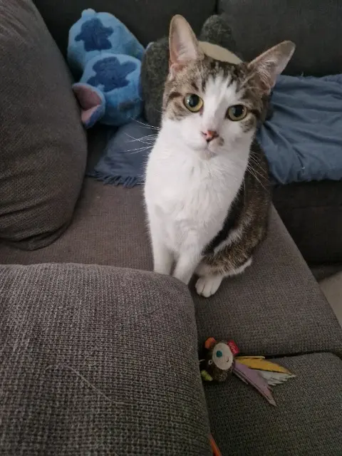 chat reunited   76250 Déville-lès-Rouen Titigre