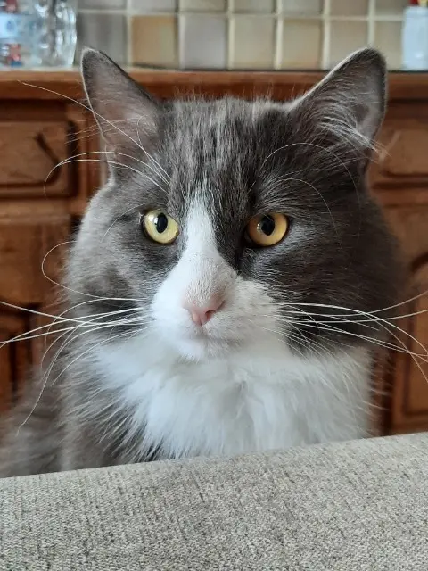 chat reunited   76560 Boudeville Tom