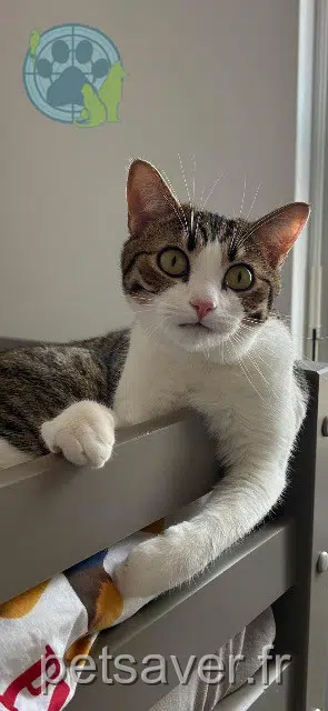 chat reunited   76111 Vattetot-sur-Mer Tommy