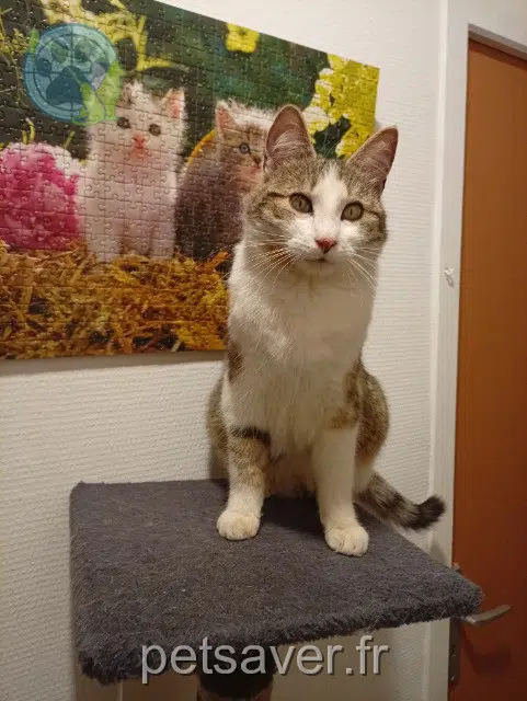 chat reunited 76750 Bosc-Édeline Trésor